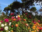 100 California Giants Zinnia Seed Mix  2026 Sale Free Shipping Non Gmo Heirloom