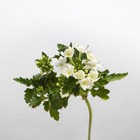 Castelbel Verbena Fragranced Drawer Liners Perfumed Paper Flower Design