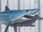 57  Mako Shark Half Mount Replica - Quick Production