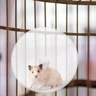 Popetpop Exercise Wheel For Small Animals  Hamster  Squirrel  Hedgehog  7x7x3 In