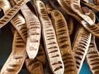 8 Pc Poinciana Pods 10    Basket  Weaving  Supplies  Floral  Decor Organic