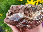 Oregon Coast Jaspagate  2 Lbs  922g  Red Jasper W  Agate Veins  Lapidary Rough