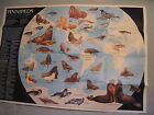 Pinnipeds   Antarctica South Pole Map April 1987 National Geographic