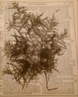 1880 Humphrey Family Bible  br1127d 