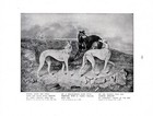 Antique Greyhound Print 1911 Cerito Mocking Bird Hughie Graham Greyhounds 6833t