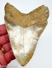 Megalodon Shark Tooth 4 70    Real Fossil  Serrated Xl Big No Restorations