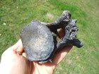 Rare Giant Ground Sloth Eremothere Vertebra Florida Fossils Ice Age Extinct Claw