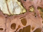 Choice Willow Creek Jasper Slab 2026 Dig  Lot 114