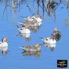 Avery Outdoors Ghg Pro Grade Xd Series Pintail Duck Decoys Harvester 6 Pack