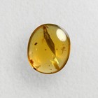 Scorpion In Burmese   Burmite Amber Fossil   100  Genuine 