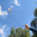 Bird Diaper Harness Flight Suit Clothes With 80 Inch Flying Leash For Parrots   