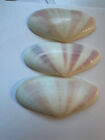 Sunrise Tellin Shells Unique To Turks   Caicos Islands 3 Flawless Striped Shells