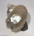 5 5    Marmoratus Mother Of Pearl Polished Nautilus Sea Shell Seashell Hermit