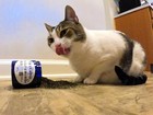 100  Pure Catnip - All Natural  Non-addictive Treat For Cats   Kittens