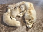 Massive  Gorgeous And Super Thick Fur  Mountable  Rare Apricot Fox Pelt