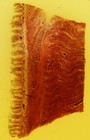 Oversized Antique Microscope Slide By Beck- Human Tongue No 2