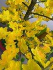 Large 4    Tall Plastic Artificial Yellow Apricot Flower Tree   Pot Hoa Mai