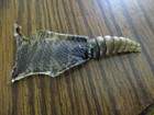 Rattlesnake Rattles W  Skin Rattle Snake Art  Jewlery Education Rattlers S4