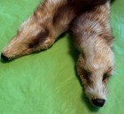 Vintage 2 Full Body Ferret Cream    Brown Pelts Collar  Scarf 29 