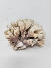 White Cauliflower Coral Cluster 3 Lbs