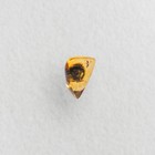 Mushroom In Burmese   Burmite Amber Fossil   100  Genuine Amber 