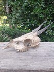 Real Gothic Duiker Skull