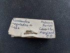  005 Carcharodon Megalodon  Maryland  Miocene Per  Md   43 2mm Shark Tooth
