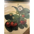 Metropolitan Museum Of Art Pimpernel Coasters Set Of 6 Strawberry  New Old Stock