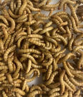 Giant Mealworms 50 - 1000 Counts Free Shipping