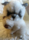 Vintage Avanti Applause 1983 Siamese Cat Mother   Kitten Stuffed Plush Faux Fur
