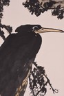 Chinese Art Watercolor Painting  bird  By Pan Tianshou Asian Antique  670