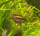 Live Kribensis Cichlids  Peaceful Tropical Freshwater Aquarium Fish 2nd Day Air