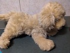 Fao Schwarz Golden Retriever Dog Puppy Stuffed Animal Plush 15    2018