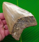 Megalodon Shark Tooth Real Fossil 4 70    Big No Restorations Colorful
