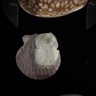 Washington St  Tiny Shell Collection Murex  Snails  Limpets  Cowrie  Etc  a162 