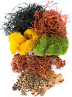 Supermoss  23309  Moss Mix     Premium Decorative Moss For Crafts  Terrariums