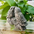 Natural Flame Stone Quartz Hand-carved Bird Skull Crystal Healing Reiki Healing