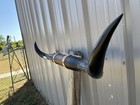 Mounted Steer Horns 4 Feet 3 Inches Longhorn Polished Mount Bull Cow