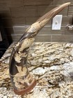 Asian Hand Carved Horns