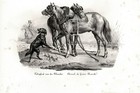 Horse Draft Picardy Norman  Very Rare Antique 1840s Fine Copper Engraving Print