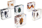 Insect Specimen Set  Bugs Collection Scientific Education Gift For Kids Aged 3-8