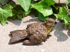 Antique 1900s Austrian Vienna Cold Painted Bronze Bird