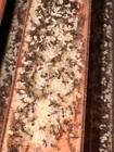 Rare Big Headed Ant Toy Pheidole Rhea Large Queen Ant  Colony 1q 1000w