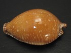 Rarely Seen   cypraea Guttata Surinensis 51 5mm gem thailand Seashell