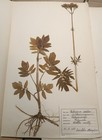 Antique Finnish Swedish Herbarium Botanical Pressed Plant Specimens 50 s