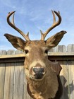 Vintage Whitetail Deer Buck Shoulder Mount Man Cave Cabin Decor
