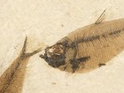 Two  Diplomystus Fish Fossils From Fossil Lake Wyoming 473gr