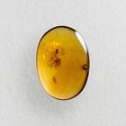 Scale Insects In Burmese   Burmite Amber Fossil   100  Genuine Amber 