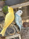 Vintage Parakeet  Canary Clip Birds  Ornaments Bisque Ceramic  Bird Cage