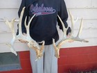 Mega Giant 207 Inch Whitetail Deer Antlers Sheds Set